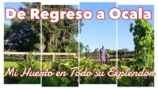Mi Huerto se Convirtió en Una Selva!