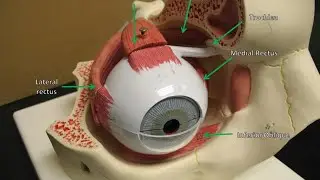 Why can't eyes be easily transplanted ?