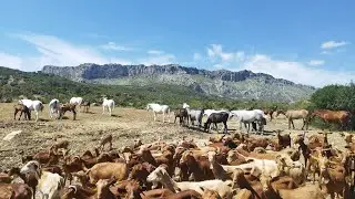 شوفوا العودات لشرينا باش نبدل الدم درنا ليهم تلقيح الاصطناعي رغم أن ثمن خيالي الله أكمل بالخير