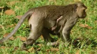Forest Adventures: Monkeys Navigating Nature