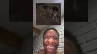 TWO DOGS STUCK HAVING SEX