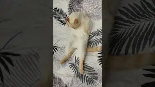 Котик умывается #cat