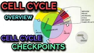 CELL CYCLE OVERVIEW || CELL CYCLE CHECKPOINTS