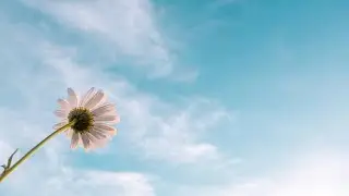 [FREE]  🌼​🌻​ Daisy (No Copyright Music / Free Download) Sakura Girl 🌼​🌻​