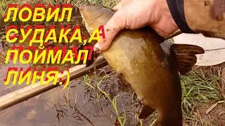 Ловил хищника на кружки, живца, а поймал хорошего линя!