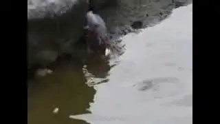 Эта птица   настоящий рыболов