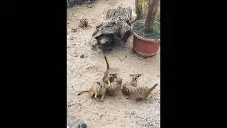 Meerkats #сурикаты#meerkat#fanny#animals#zoo#смешныеживотные#зоопарк#животные