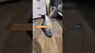 АНТОХА И РЫБА🤪🙃 #котантон игрушка для кота