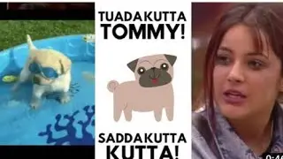 Tuada kutta Tommy saada kutta |  Tommy | Meri koi feeling nai hain | Yashraj Mukhaute, Shehnaaz Gill