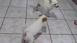 Como irritar um ancião ...