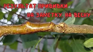 Промежуточный результат весенней прививки улучшенной копулировкой абрикоса на сливу.#сад #прививка