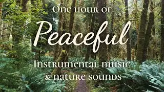 One Hour of Peaceful Instrumental Music | Taryn Harbridge