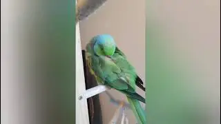 Greenie was gonna sleep but he decided to talk instead | #shorts #Youtubeshorts