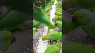 How to attract Parrots | #shorts #viralvideo #animesong #yts