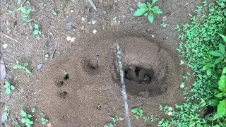 Peeing experience | ant house Vs peeing 🙈|  Mr. pee | man urinate in outside | urination 💦😌🤠