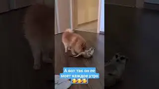 утренние умывалки