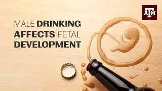 Fathering a child? Don't drink.