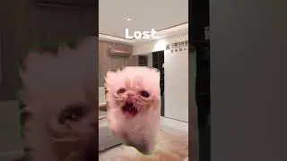 Home alone but cats