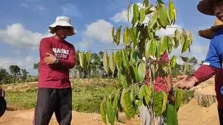 Mini Lab Agronomi Peladang Muda - Kursus Cantuman Durian GWG Lanchang
