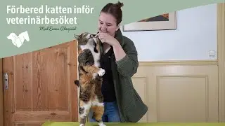 Förbered katten inför veterinärbesöket