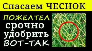 ЧЕСНОК ЖЕЛТЕЕТ - СПАСАЕМ ЧЕСНОК чем полить?
