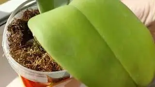 Мои орхидеи 🌸 Объясняю для непонимающих.