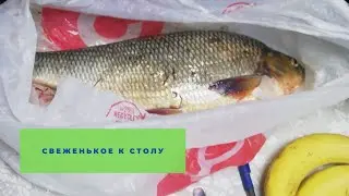 Рыбалка  Для любителей
