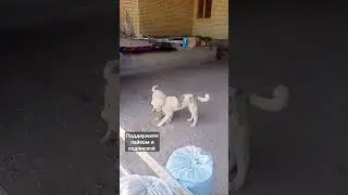 снежанна и Рекс играют теперь у меня два помощника в даче 😅