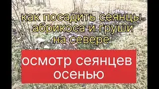Итоги посадки сеянцев абрикоса и груши на севере
