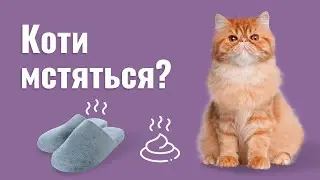 КІТ МСТИТЬСЯ! ЩО РОБИТИ? — ЧИ ВМІЮТЬ КОТИ МСТИТИСЯ?