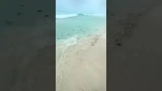 Being a baby turtle would suck.