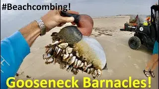 #Beachcombing - Gooseneck Barnacles