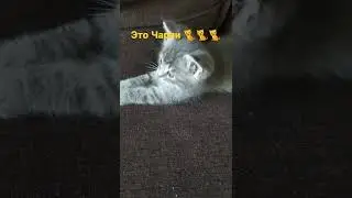 Нам подарили котёнка, его зовут Чарли 🐈🐈🐈🎁🎁🎁