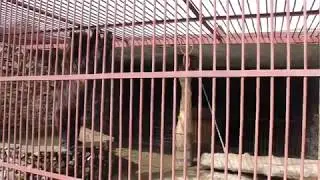 Косолапый с Зюраткуля
