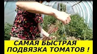 СУПЕР БЫСТРЫЙ СПОСОБ ПОДВЯЗКИ ТОМАТОВ, ЗА СЧИТАННЫЕ СЕКУНДЫ !
