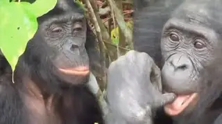 The most human-like animals.