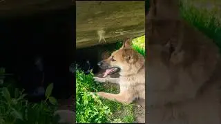 Домашние собачи иногда приходят на площадку погулять с нашими - компания то шикарная! #приютдлясобак