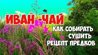ИВАН-ЧАЙ КОПОРСКИЙ ЧАЙ. КИПРЕЙ. Заготовка, приготовление, ферментация, лето 2019