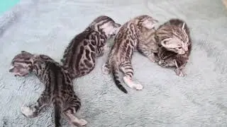 KUCING-KUCING BENGAL KECIL INI SUDAH PADA MELEK! SIMAK NAMA-NAMA KUCING YANG UNIK!