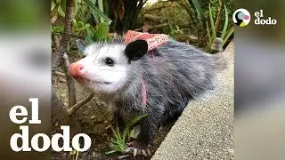 Esta comadreja es súper social