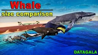 Whale Size Comparison 🐳🐋 Which whale is the biggest?