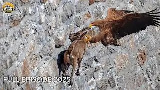 Sky Predators | Vultures, Eagles & the Fight for Survival in the Skies | Animal Documentary