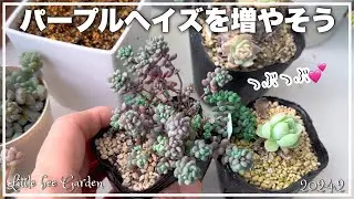 [Succulents] This week we are increasing the number of succulents [Gardening]