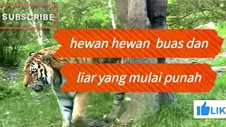 Hewan Buas dan Liar Yang Mulai Punah