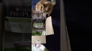 Распаковка кошачьей еды))))