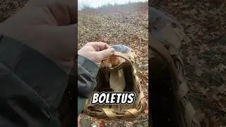 Boletus Edulis 🤫🤫🤫💥 
