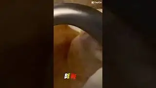 To get a cute cat 
