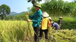 Harvest rice by hand, Close the table, Cooking on the farm - Forest life