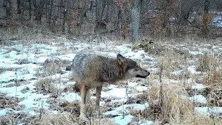 Vlk, jeleň, srnec, líška...fotopasca Tetrao S308.  