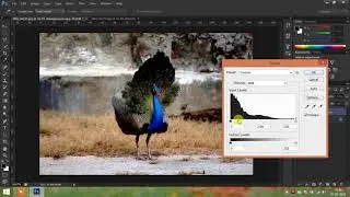 Basic Editing Tutorial for Beginning Photographers